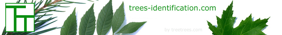 Tree  -  Identification