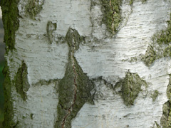 bark birch
