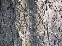 bark common whitebeam