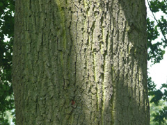 bark english oak