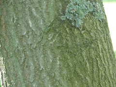 bark foxglove tree