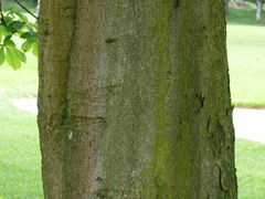 bark horsechestnut