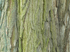 bark indian bean tree