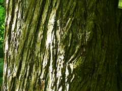 bark katsura tree