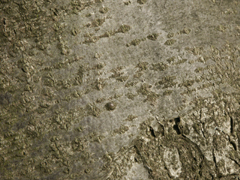 bark mountain ash