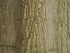 bark red oak