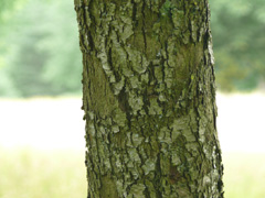 bark service tree