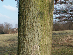 bark sessile oak