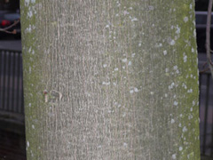 bark silver maple slitted