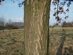 bark turkish oak
