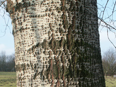bark white poplar