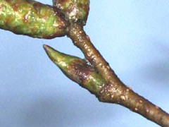 birch bud