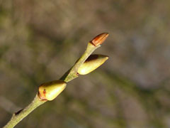 goat willow bud