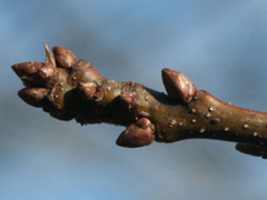 pin oak bud