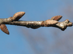 sessile oak bud