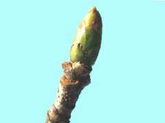 sorb apple bud