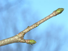 sycamore maple bud